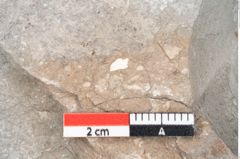 Foto (Detailansicht) von Fraxinus savinensis Ettingshausen (NHMW-GEO-2024-0188-8006)